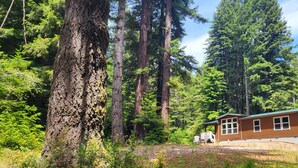 A cabin with a green roof, surrounded by tall trees and dense forest. - Fieldbrook Cottage in Redwood Forest (McKinleyville)