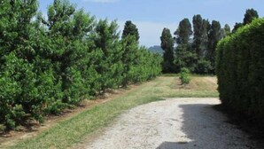 A gravel path curving through a landscaped area with neatly trimmed hedges and trees. - Le coscollet 2 - ILLE-SUR-TET (ILLE-SUR-TET)