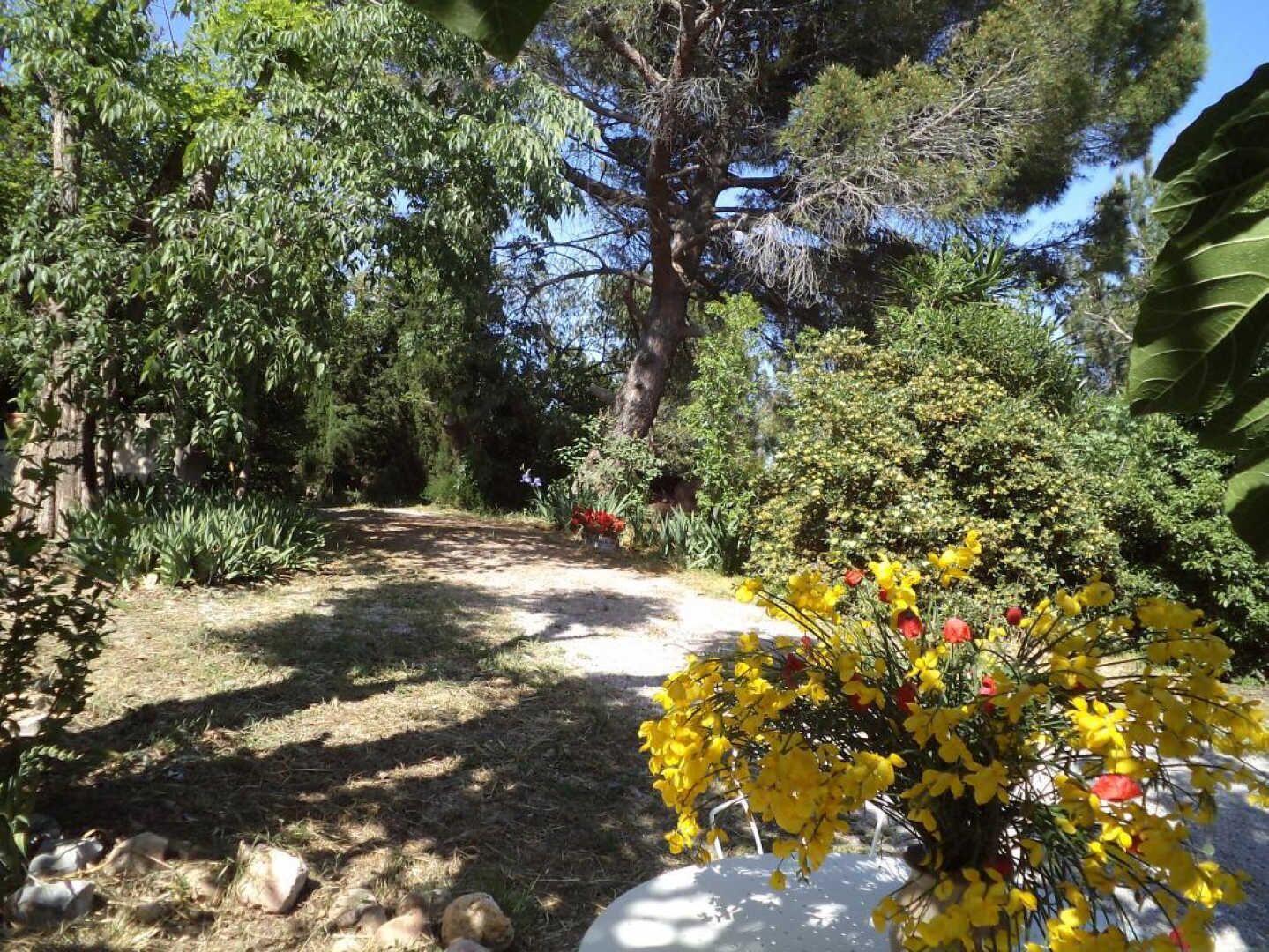 Un sentiero in un giardino, circondato da vegetazione lussureggiante e un grande albero.