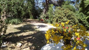 A garden path surrounded by dense foliage and a large tree. - Mas Terrats - PONTEILLA (PONTEILLA)