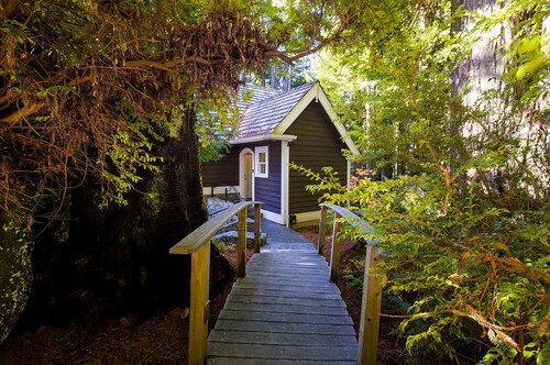 🌲 Newly Mgmt! Serene Redwood Retreat: Idyllic redwood views in spacious studio home
