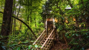 A wooden staircase in a forested area leading to a building with a sloped roof. - Up The Creek Cabin - Peaceful surroundings on a mountain stream (Sevierville)