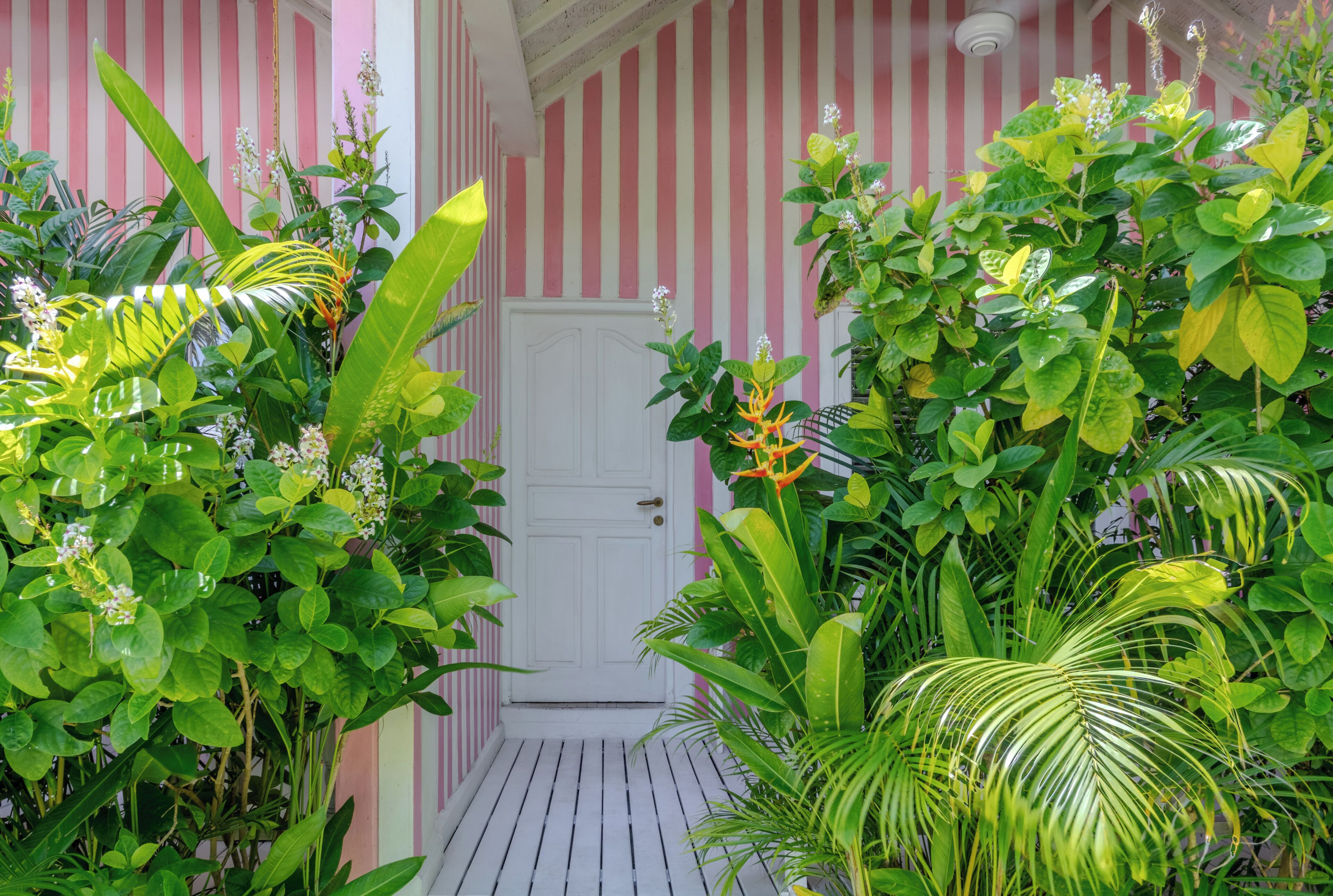 Varanda com porta branca, cercada por vegetação exuberante e plantas.