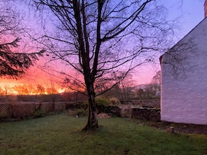 Un arbre se dresse dans une zone herbeuse, avec un bâtiment blanc en arrière-plan.