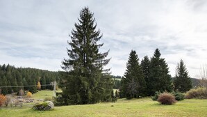 Een grasveld met bomen en een elektriciteitsleiding.