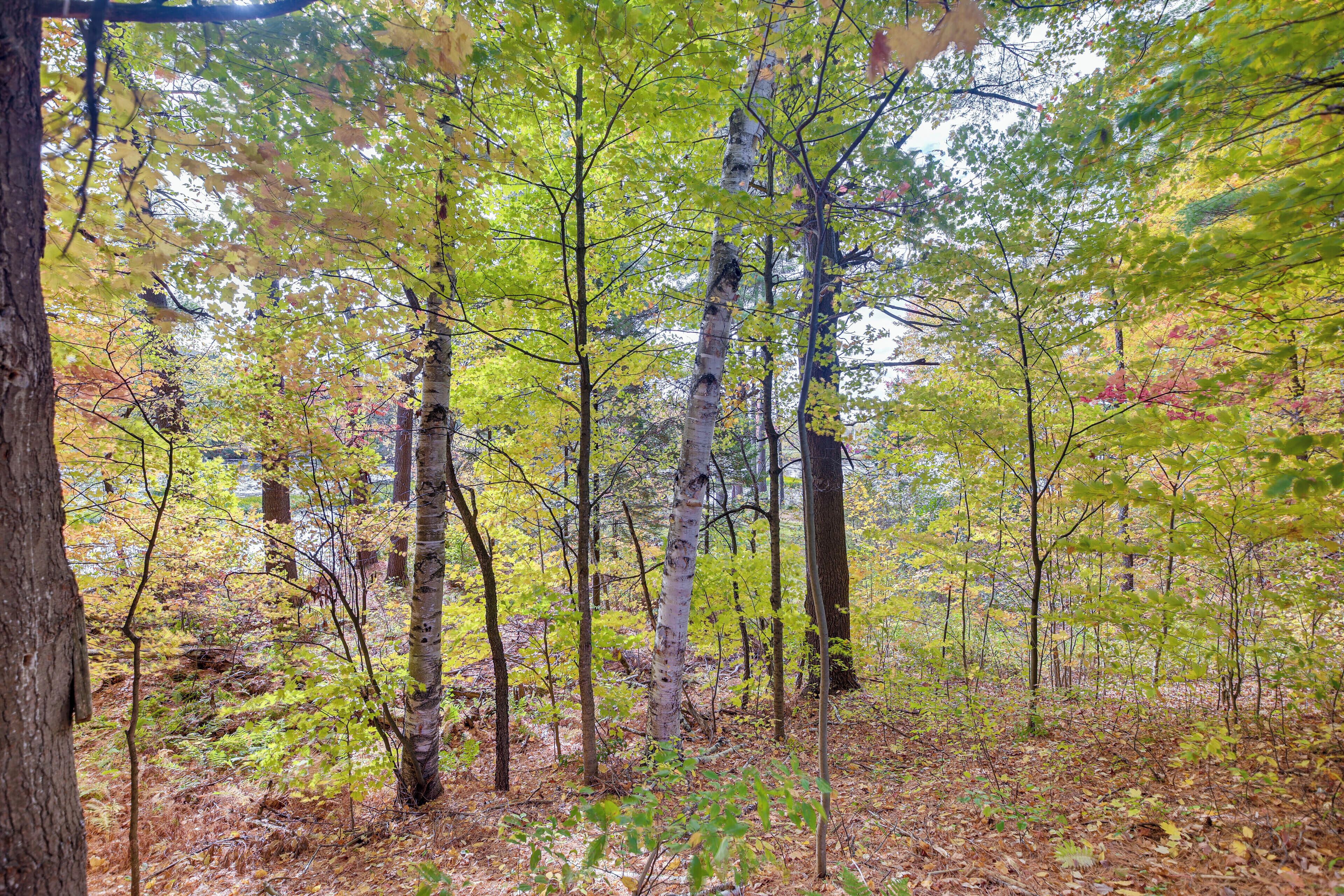 A forested area with tall trees and a ground covered in fallen leaves.