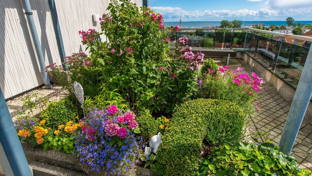 Een dakbostuin met verschillende bloeiende planten en uitzicht op zee.