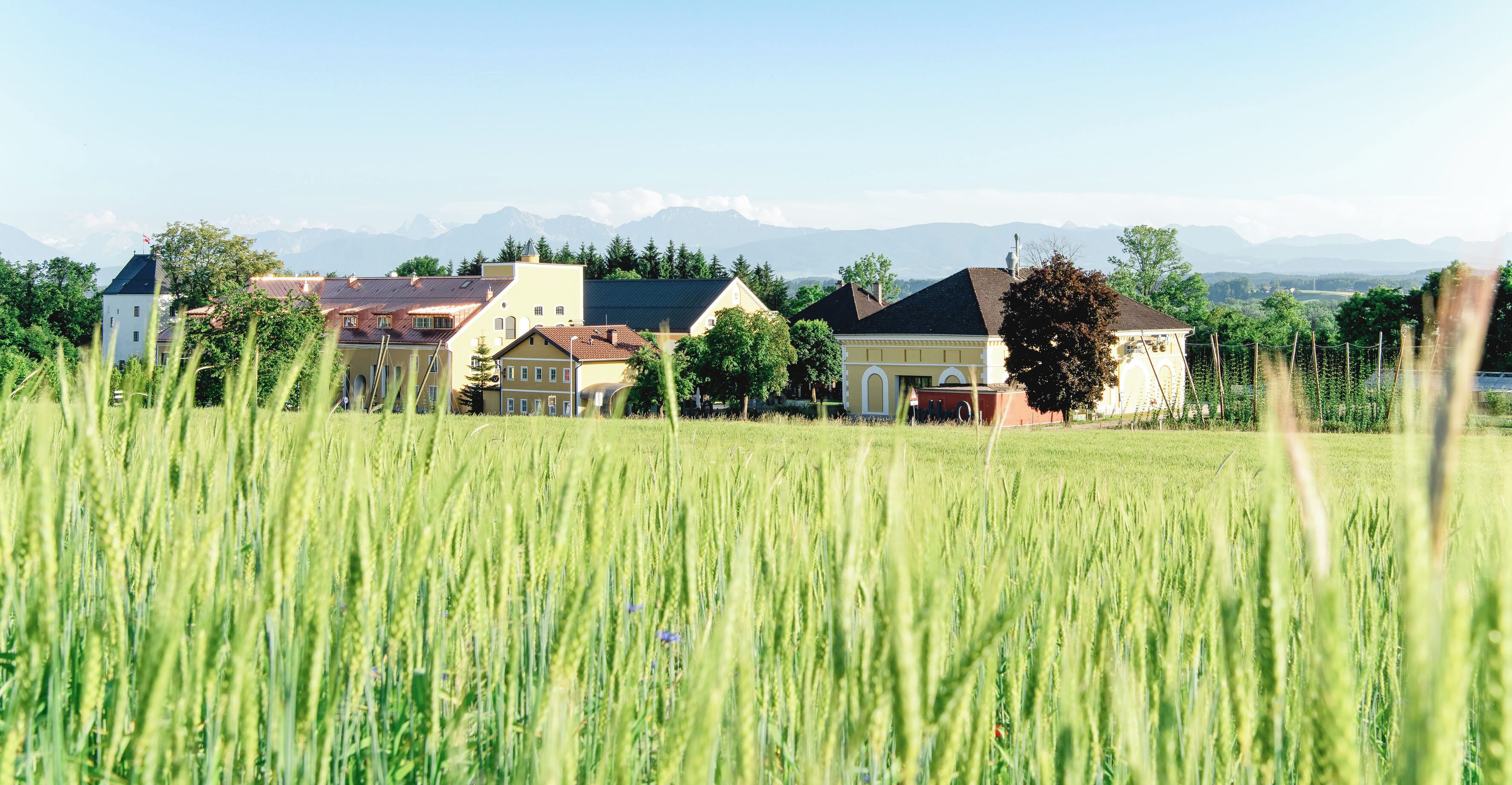 A rural landscape with a field of tall grass in the foreground and a row of traditional buildings in the background.