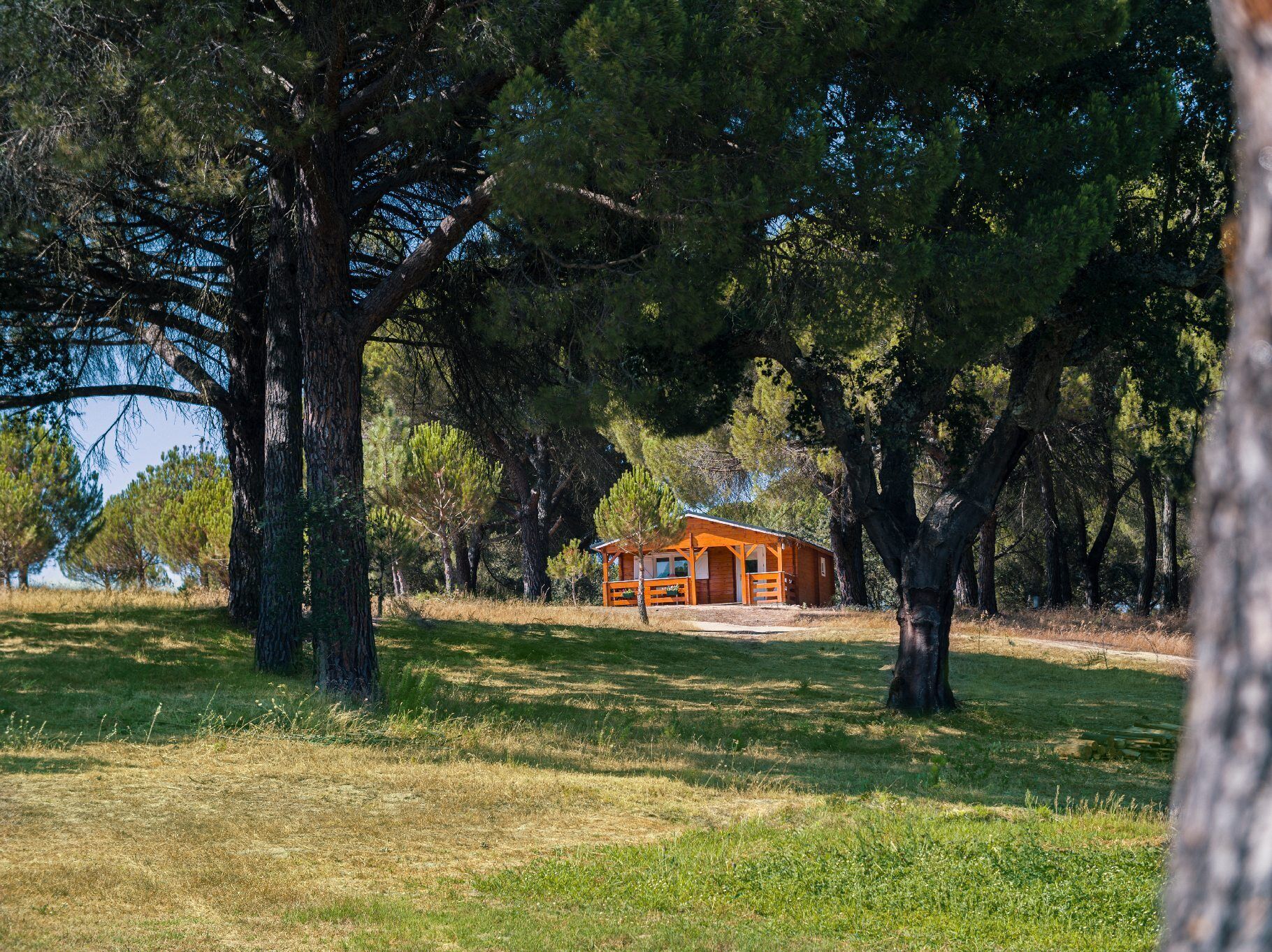 A rustic cabin surrounded by large trees in a grassy field.