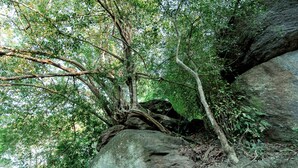 Eine natürliche Felsformation mit Bäumen und Vegetation.