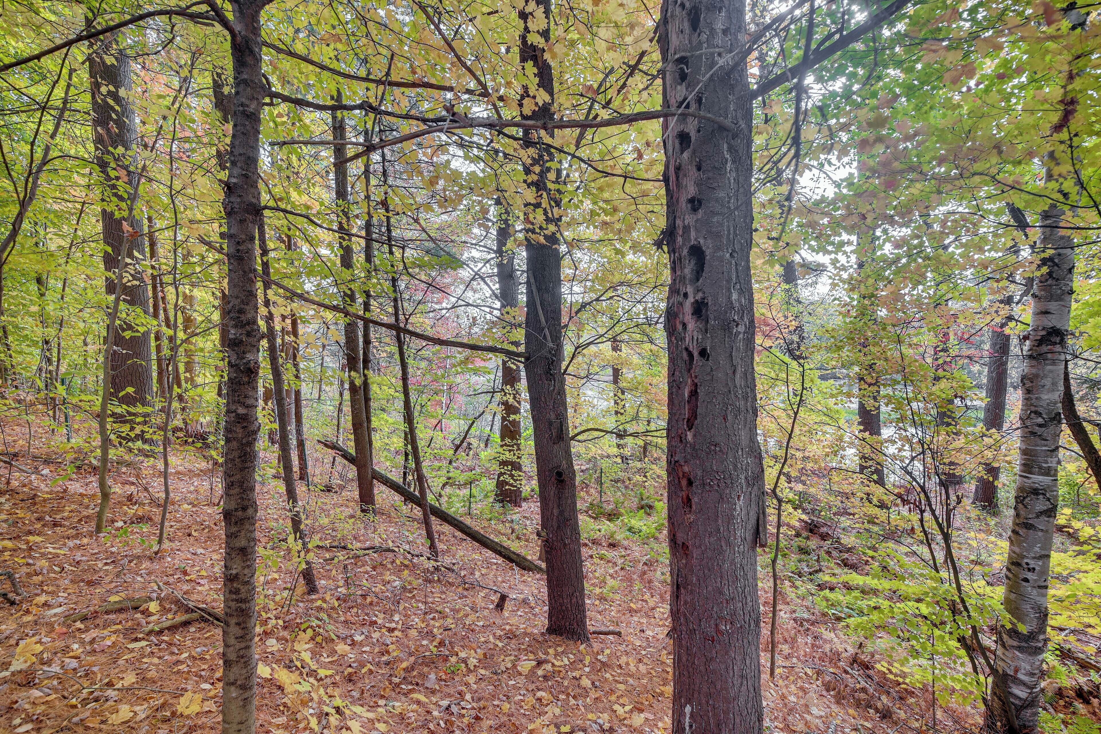 A forest with tall trees and a ground covered in fallen leaves.
