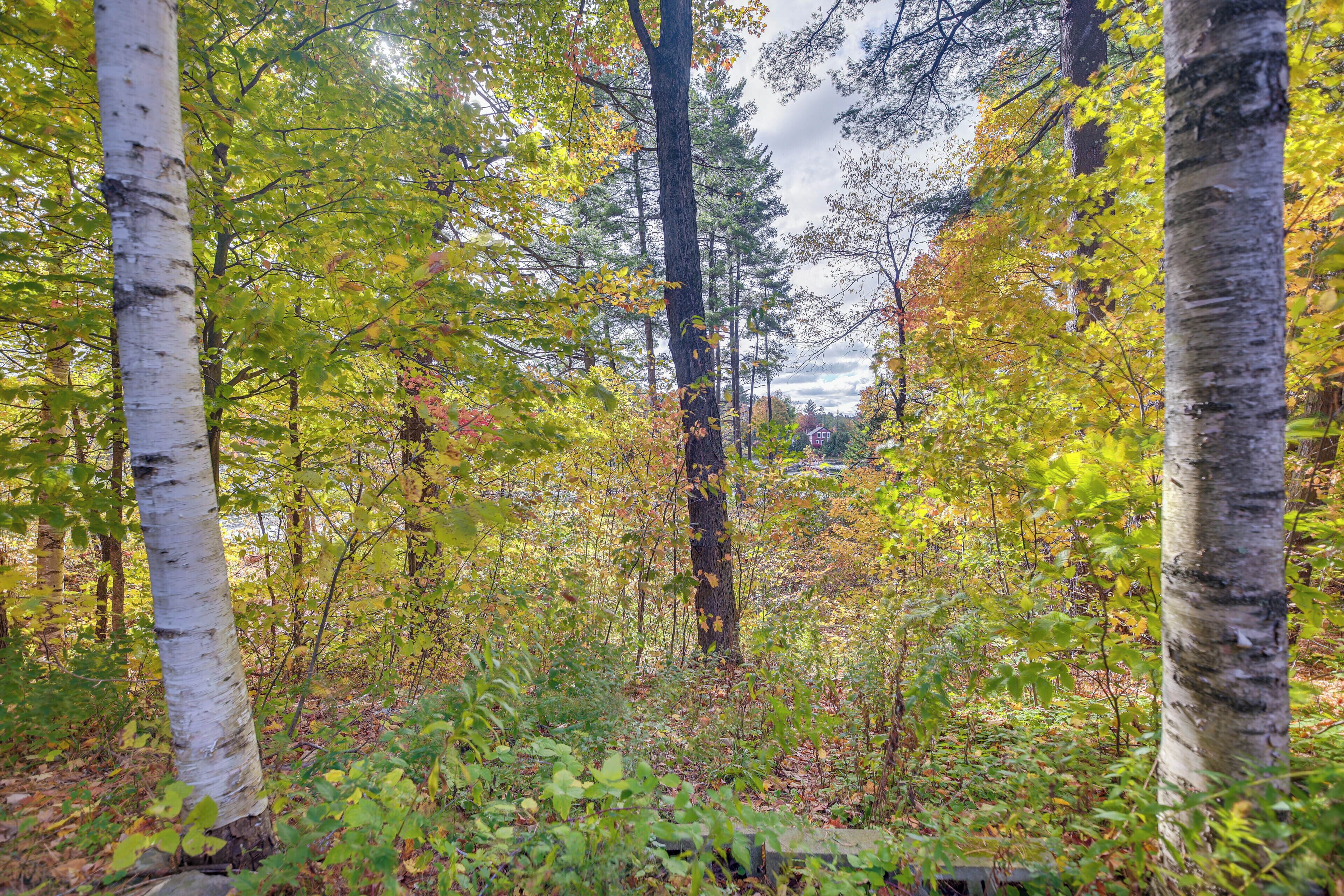 A forested area with birch trees and dense undergrowth.