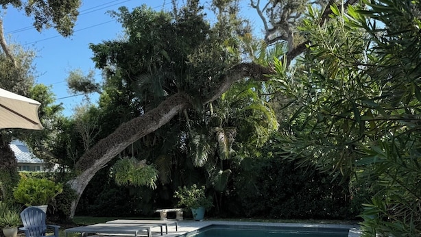 Ein rechteckiger Pool mit Fliesen umgeben, umgeben von üppiger Vegetation und Bäumen.
