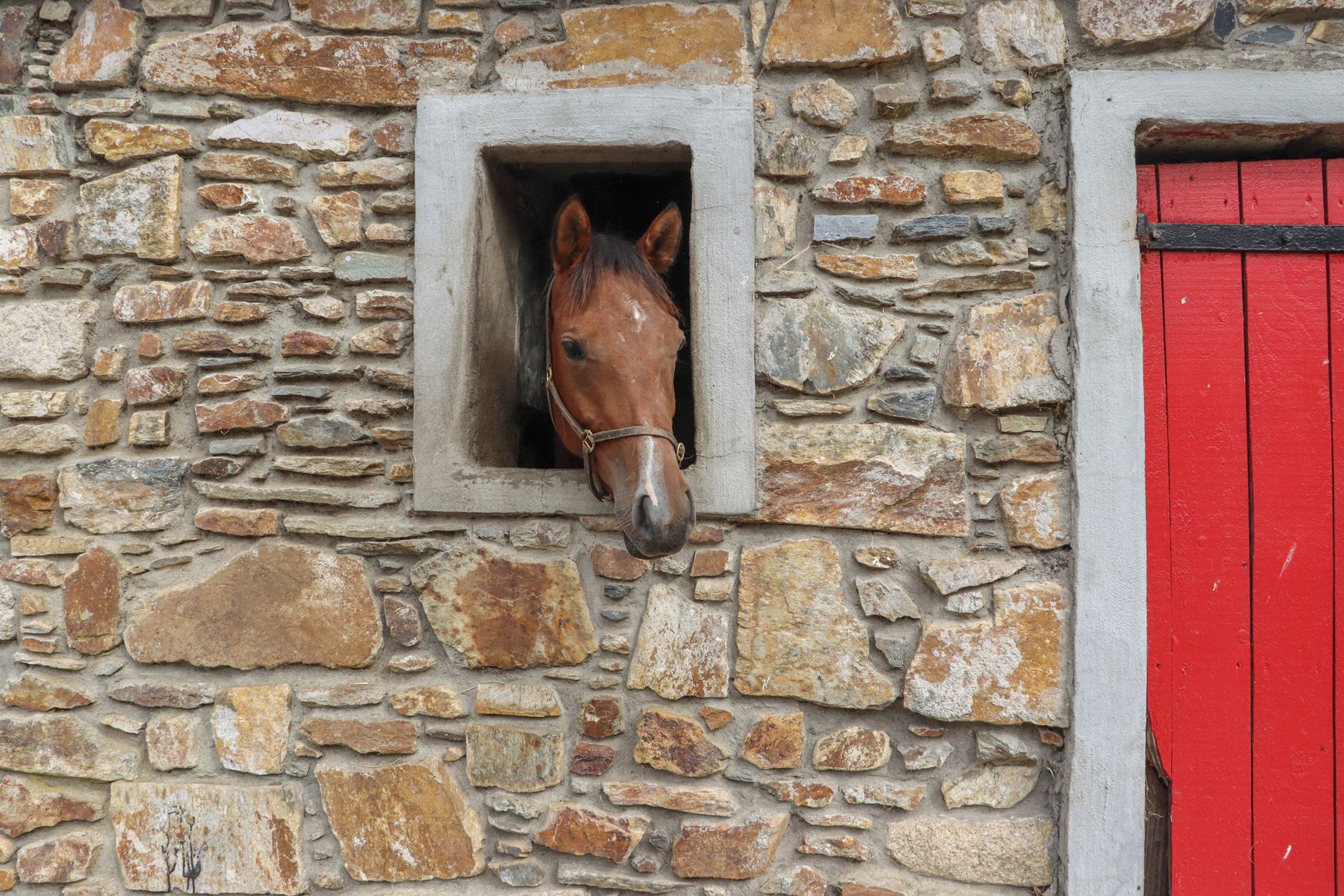 A stone wall with a horse's head peeking through a window.