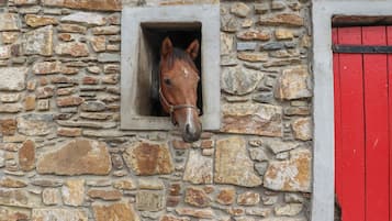 A stone wall with a horse's head peeking through a window.