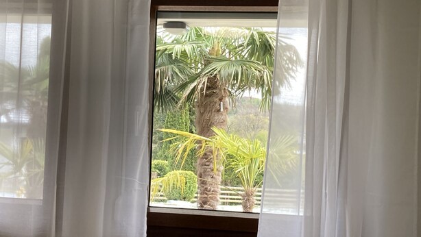 Een raam met dunne witte gordijnen, uitzicht op een palmboom en een kleine potplant.