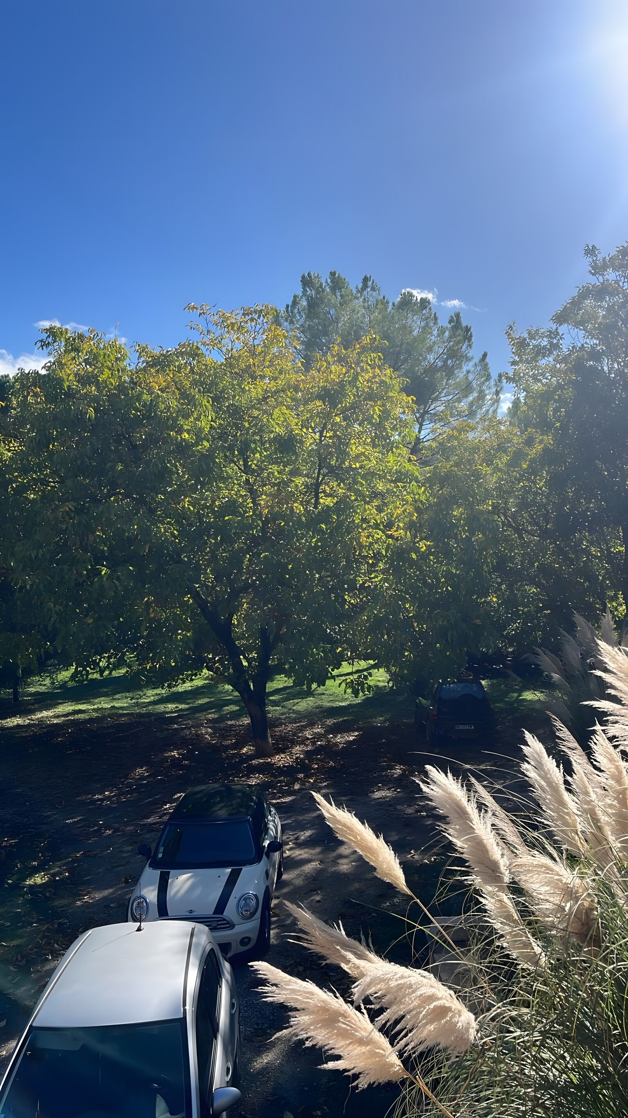 Une voiture est garée dans un cadre naturel, avec des arbres et des touffes d’herbe des pampas au premier plan.