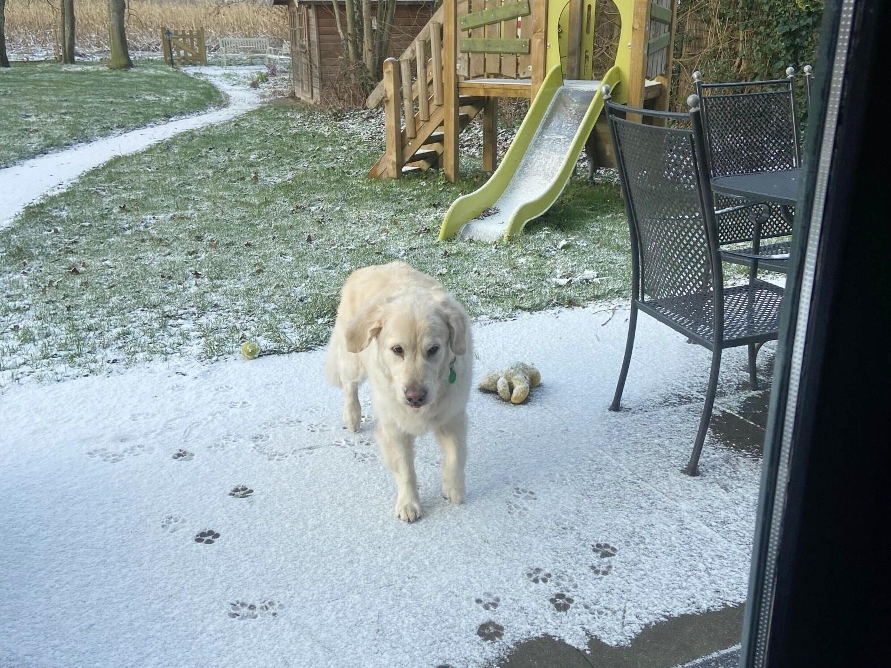A dog standing on a snow-covered ground with a playground and a metal chair in the background.