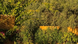 Een tuin met een vijver, omgeven door weelderige begroeiing en een betonpad.