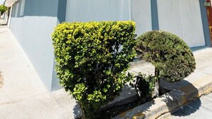 A modern building with a flat roof, large windows, and a small garden area with bushes. - House with large kitchen, 1 block from third ring road (Aguascalientes)