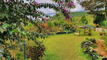 A garden with various plants and a table.