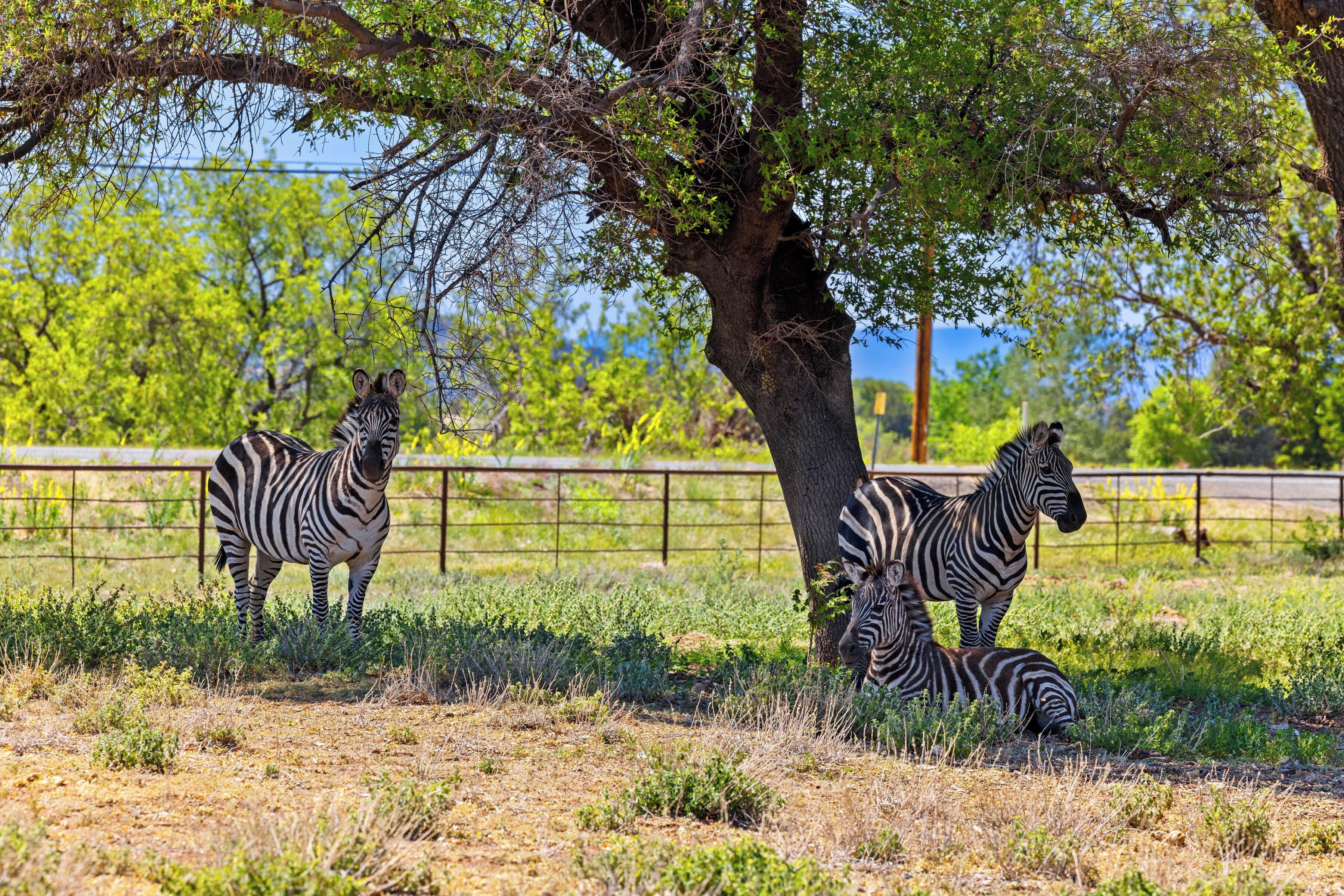 A zebra standing under a tree in a grassy area with a fence in the background.