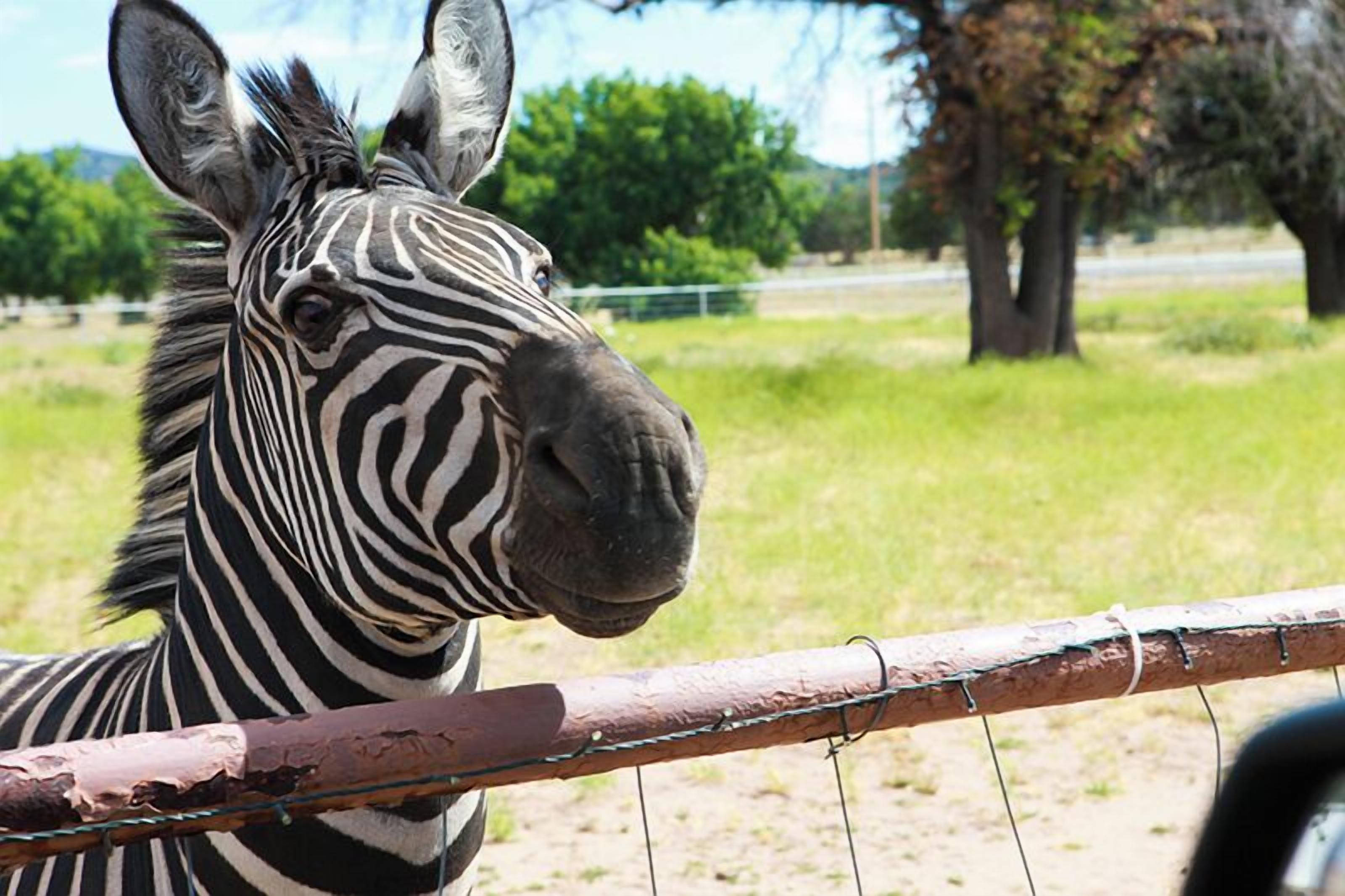 En zebra som står bakom ett trästaket, med en gräsklädd åker och träd i bakgrunden.