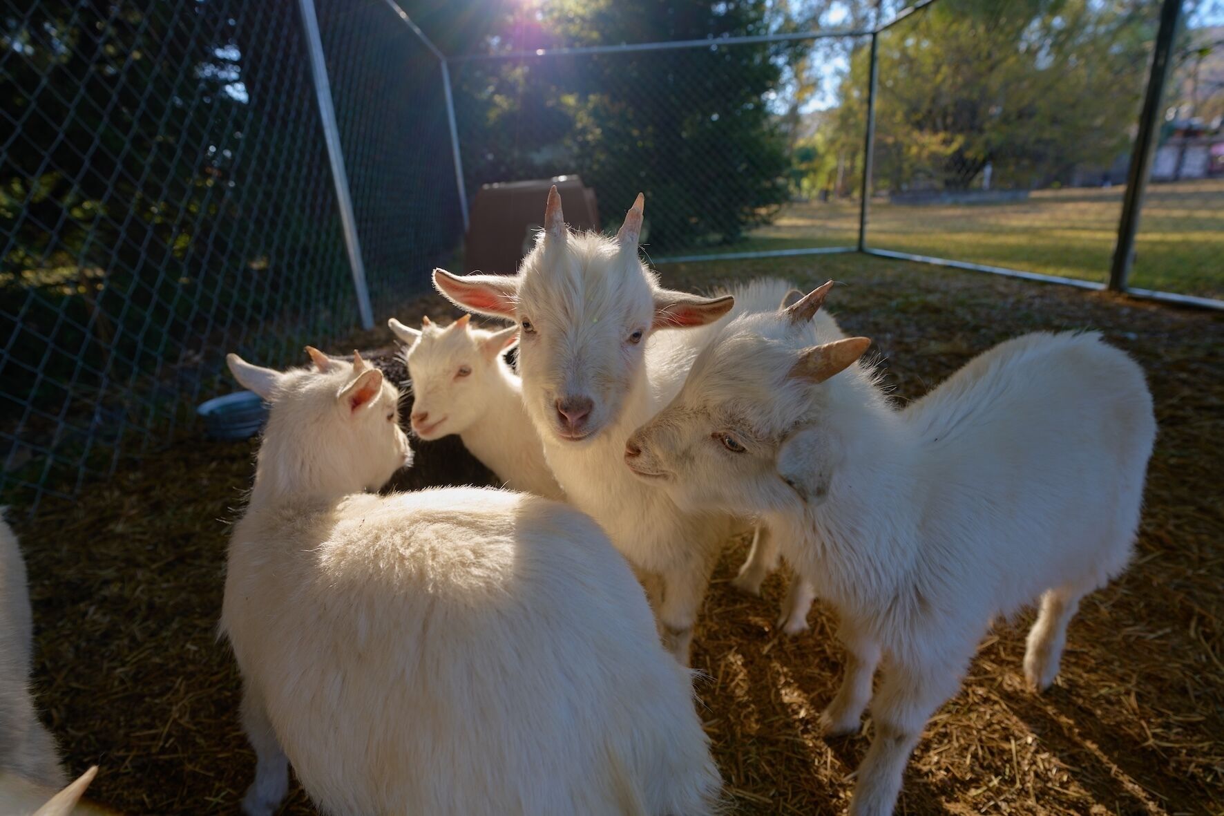 A group of white goats in a fenced area with hay on the ground.