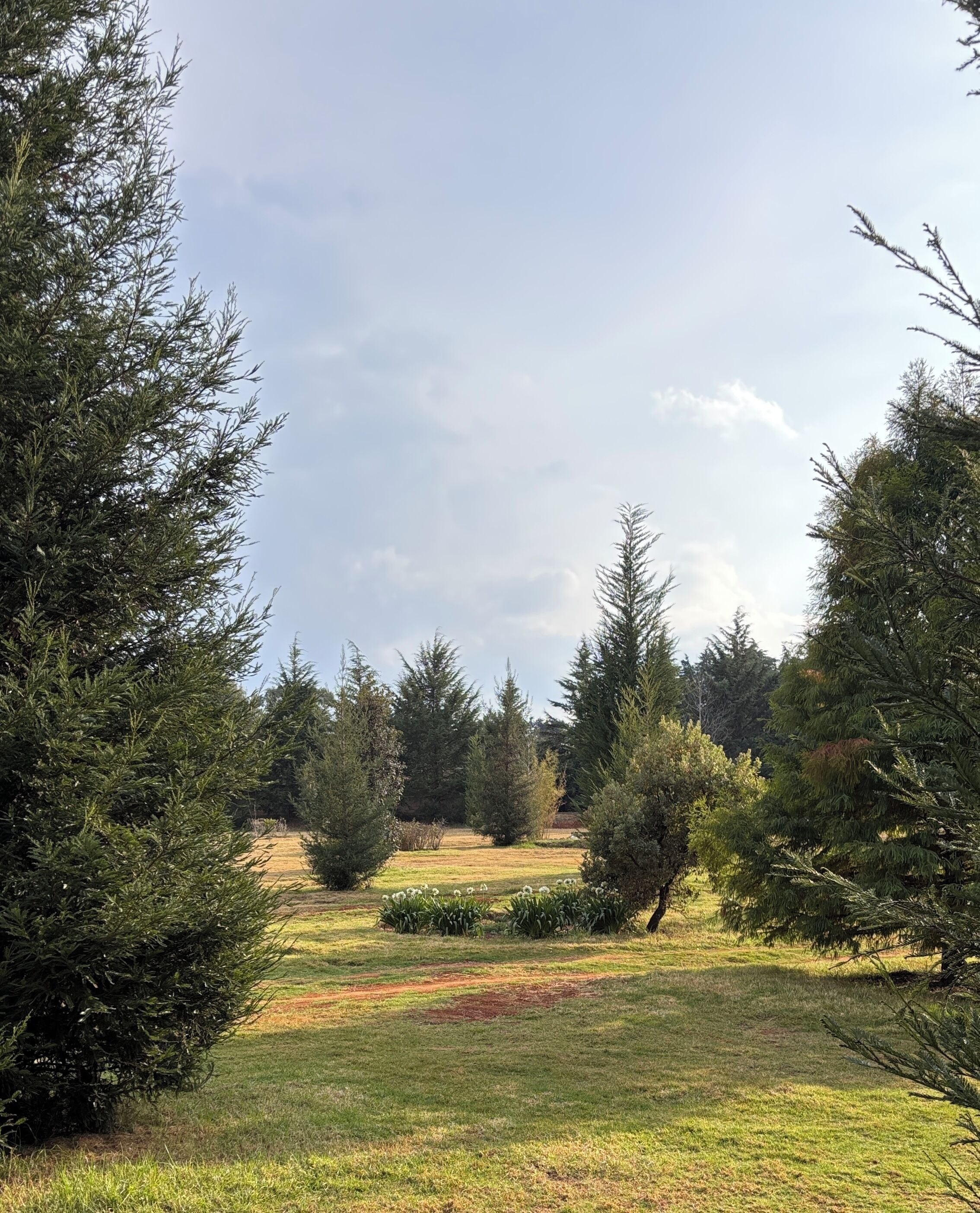 Un parque con varios árboles y una zona cubierta de césped.