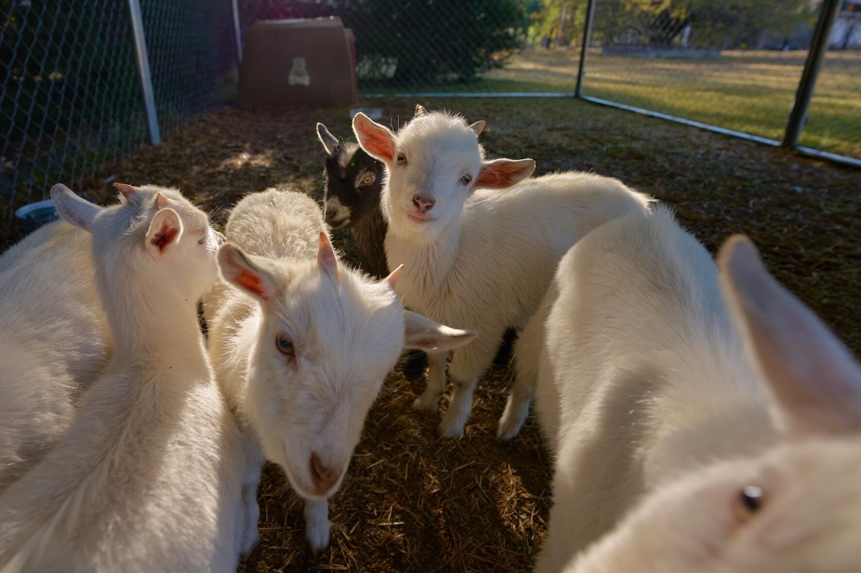 Un grupo de cabras en un área cercada, con heno en el suelo.