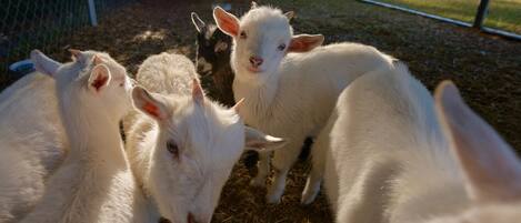 Un grupo de cabras en un área cercada, con heno en el suelo.