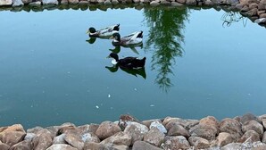 A pond with ducks, surrounded by a stone border, with a wooden deck and a house in the background.