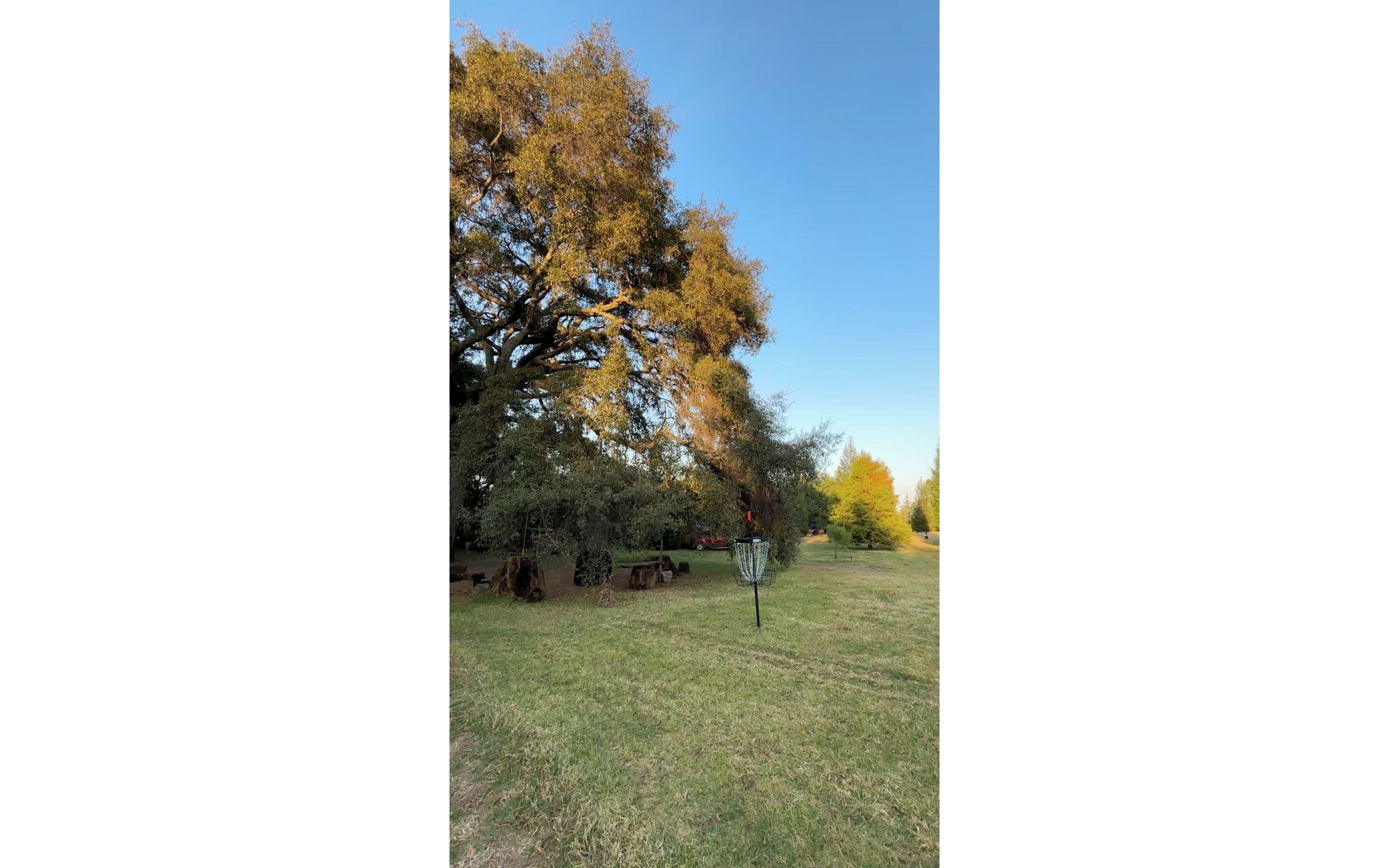 Un'area verdeggiante con un grande albero e un lampione decorativo.