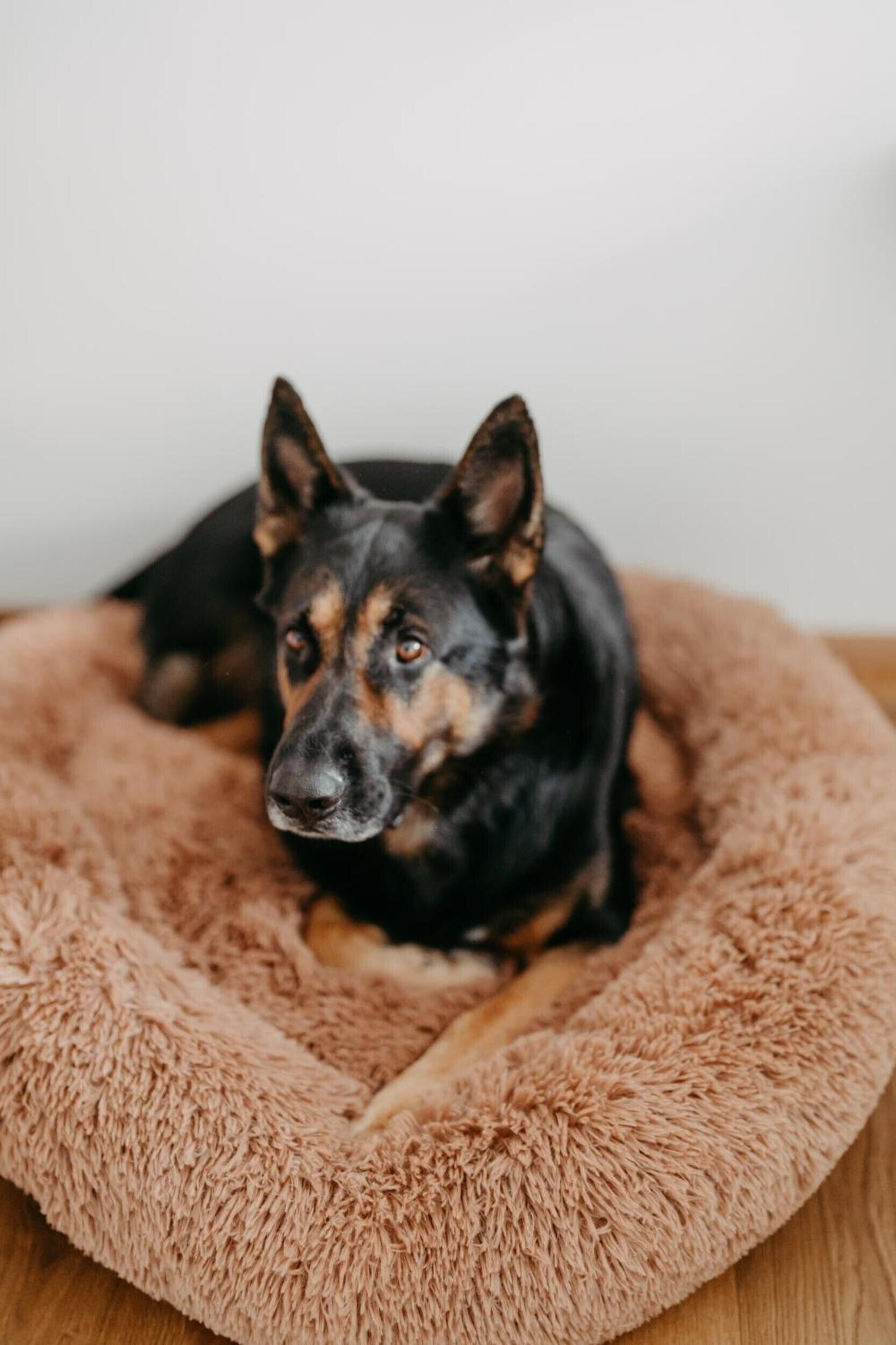Un cane disteso su un letto rotondo e confortevole.