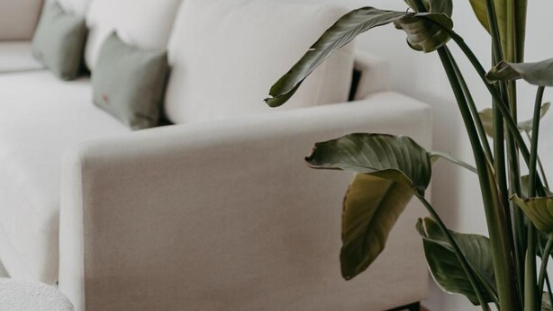 A modern living room with a sofa and a large green plant. - Fjell Apart Schladming-Dachstein (Gröbming)