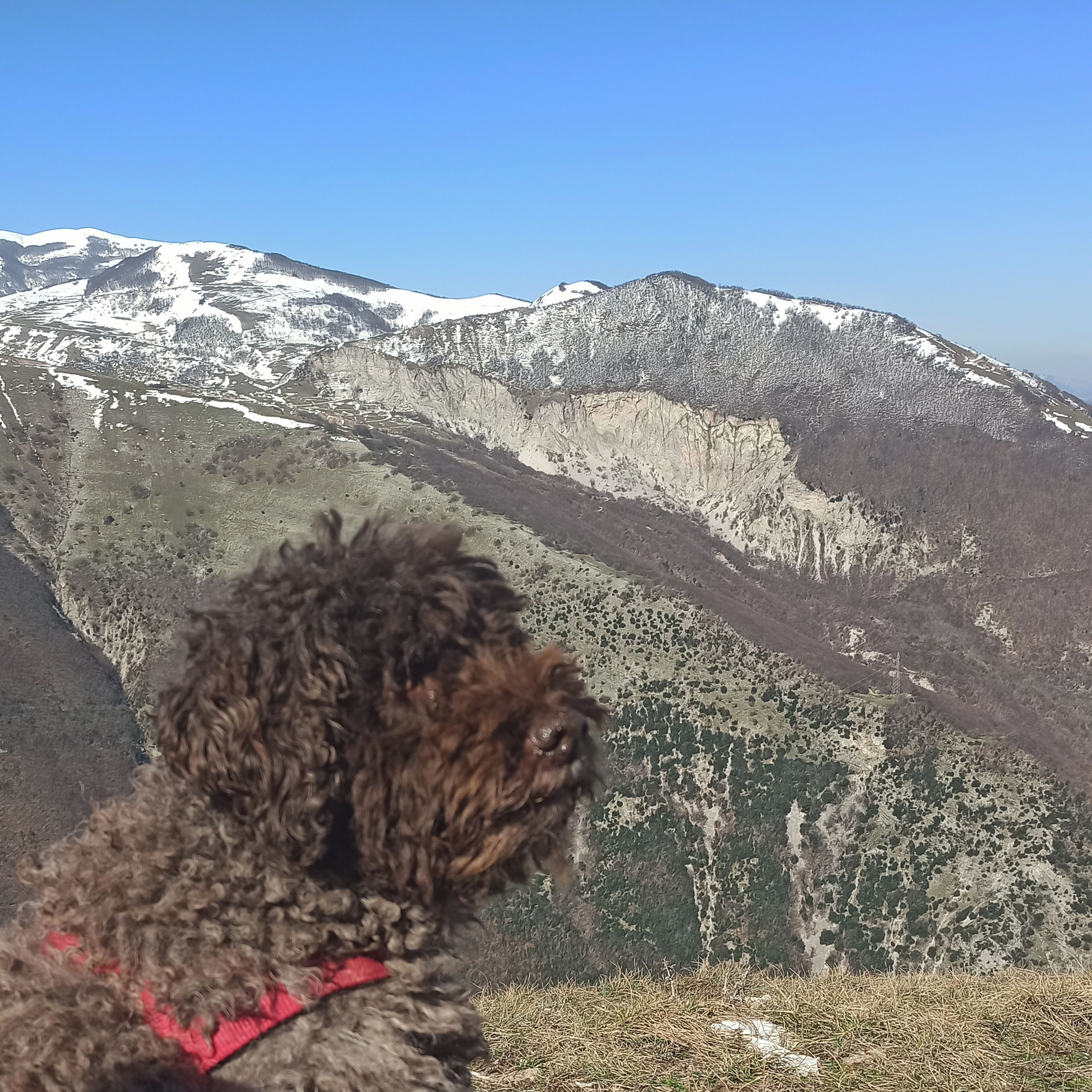 Ett berglandskap med en hund i förgrunden.
