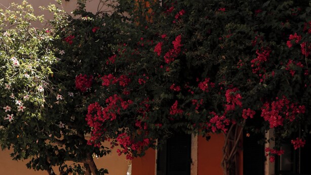 Une fontaine en pierre ornée d’inscriptions, entourée d’une base en pierre, se trouve devant un bâtiment doté de fenêtres et d’un arbre aux fleurs rouges.