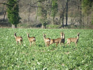 A group of deer in a grassy field with trees in the background.