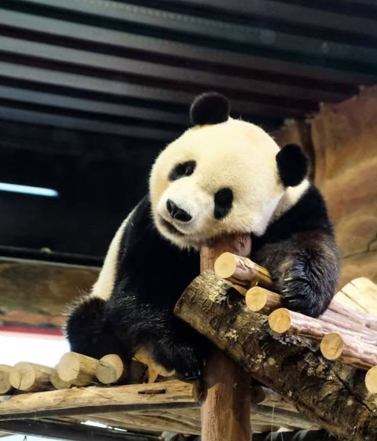 Un panda descansando sobre una estructura de troncos en un recinto.