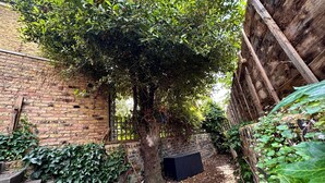 Eine Ziegelwand mit einem Holenzaun, einem Baum und einem schwarzen Gegenstand am Boden.