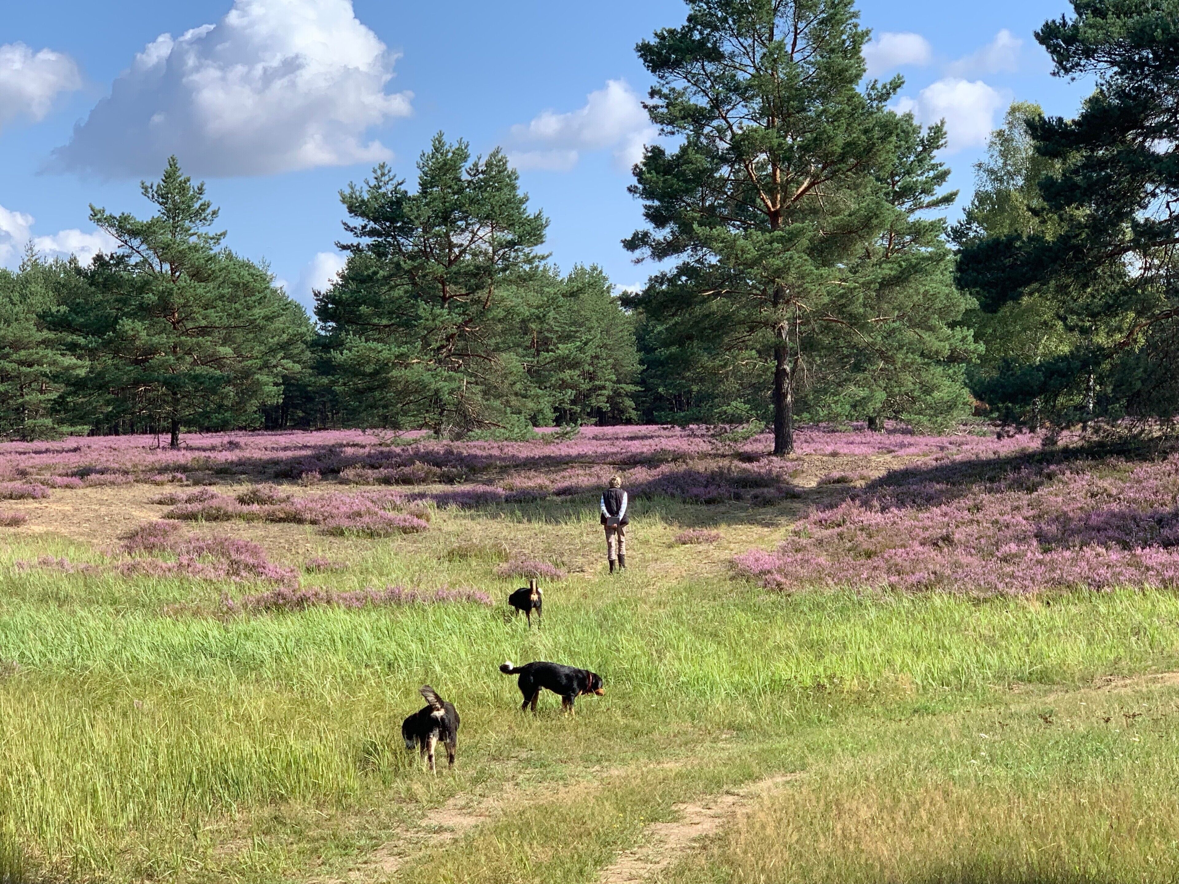 A natural landscape with a path, trees, and dogs.