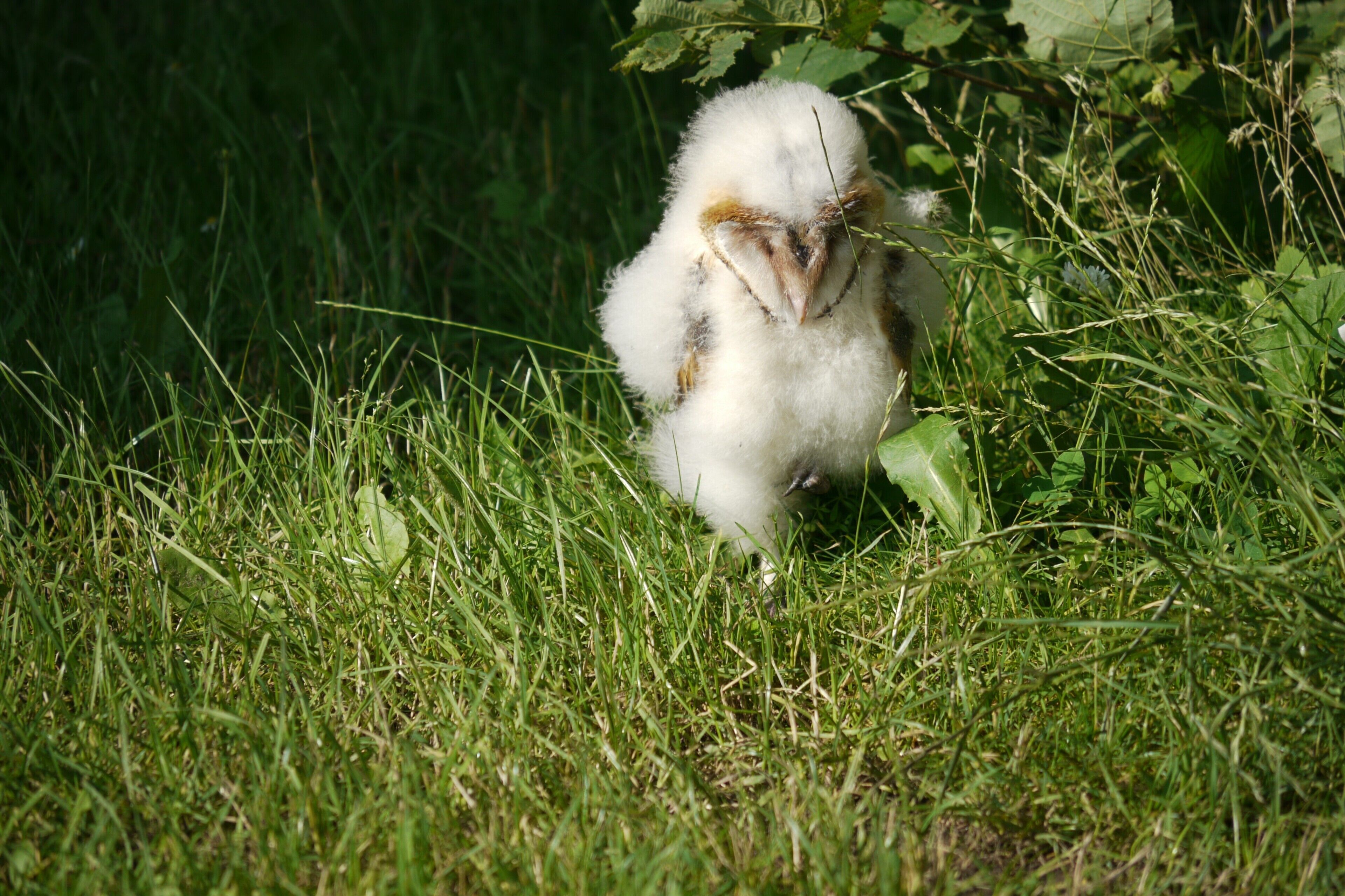 Un pájaro blanco y esponjoso en una zona cubierta de hierba.
