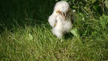 Un pájaro blanco y esponjoso en una zona cubierta de hierba.