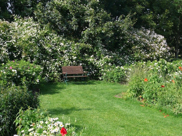 A bench in a garden with various flowers and greenery.
