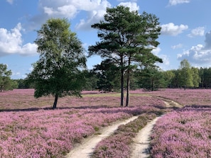Eine natürliche Landschaft mit Bäumen und einem Pfad durch ein Feld lila Blumen.