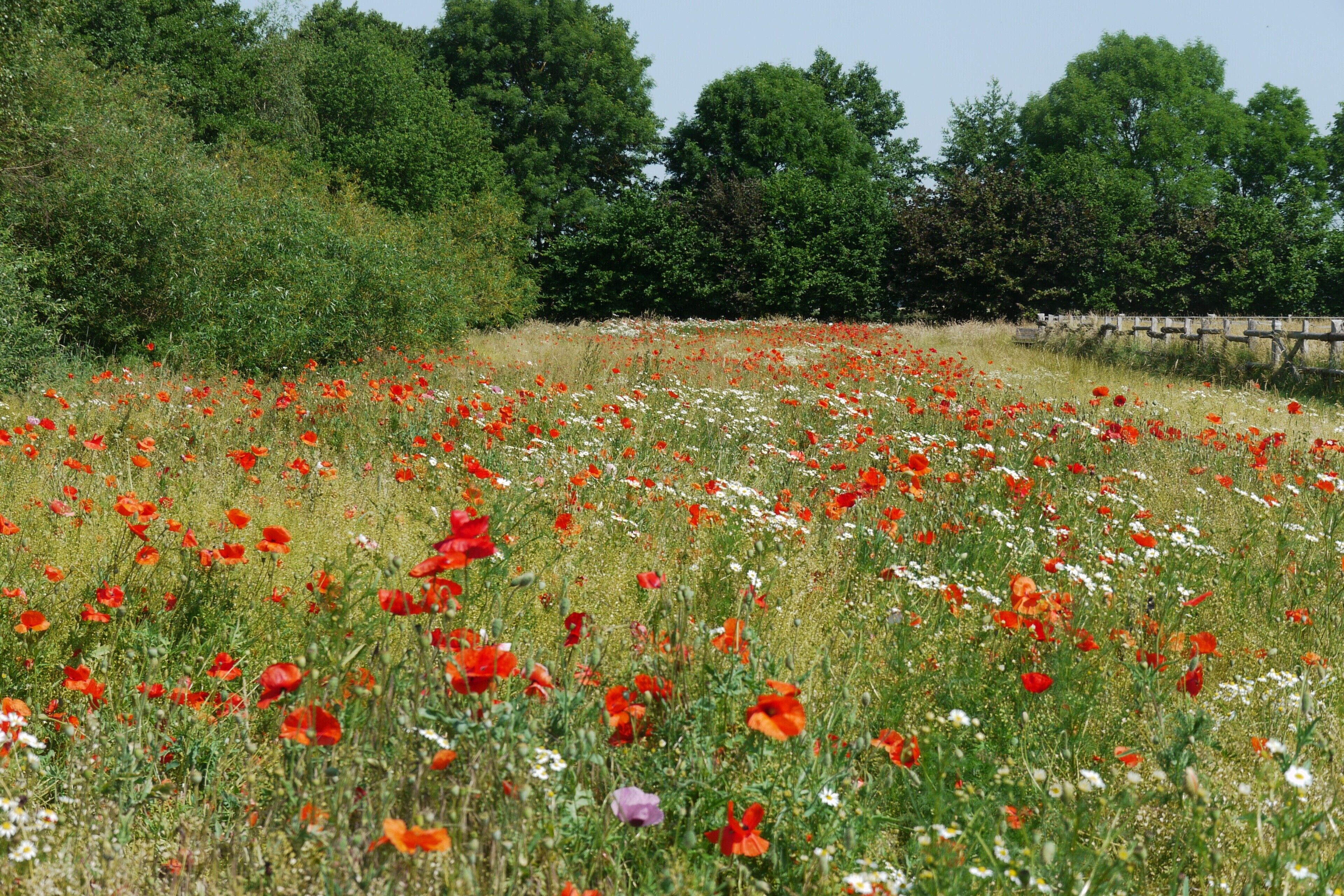 Ein Feld mit roten Mohnblumen und weißen Gänseblümchen, mit einem Holzzaun und Bäumen im Hintergrund.