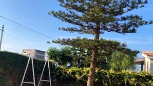 A residential area with a tall pine tree, a white metal ladder, and a hedge. - Casa Orchidea with Veranda – Private Terrace, Wi-Fi & Air Conditioning (Costa Saracena - Castelluccio)
