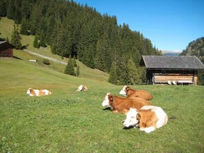 Miscellaneous - Apartment 'Kompatscherhof Manuel' with Mountain View, Private Garden and Wi-Fi (Kastelruth)