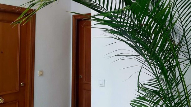 A room with a wooden door and a large green plant with long leaves.