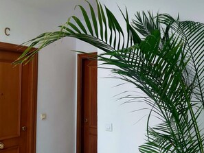 Une pièce avec une porte en bois et une grande plante verte aux longues feuilles.